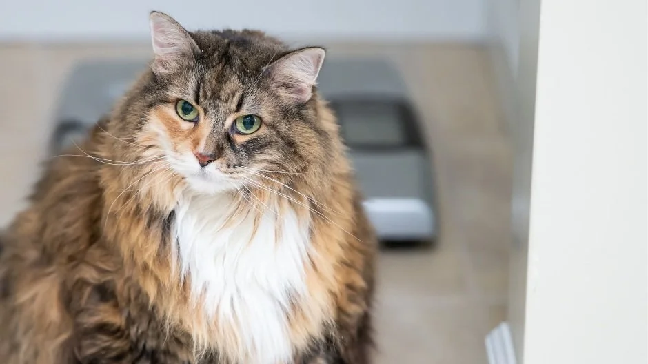 Cats lose weight best sale